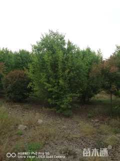 15公分木瓜海棠