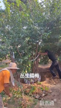 高度540厘米丛生蜡梅