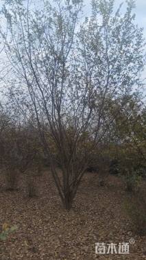 10公分(5杆)丛生朴树
