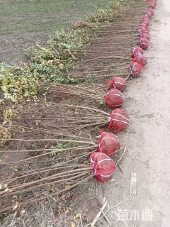 高度150厘米丛生紫薇