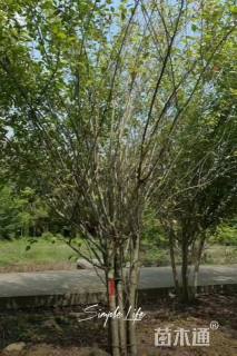 高度280厘米丛生海棠