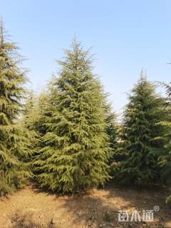 高度800厘米雪松