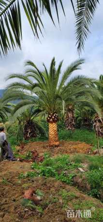 裸干高100厘米加拿利海枣