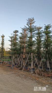 18公分小叶榄仁