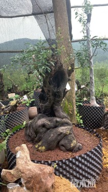 高度150厘米金弹子