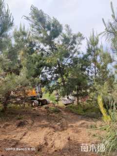 高度10000厘米油松