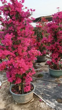 高度160厘米红花三角梅