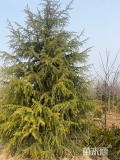 高度300厘米雪松