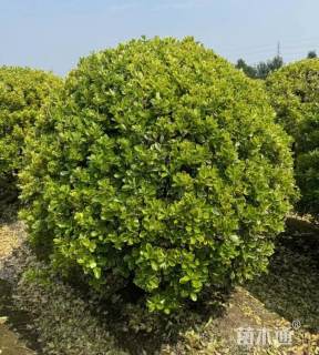 冠幅80厘米金边黄杨球