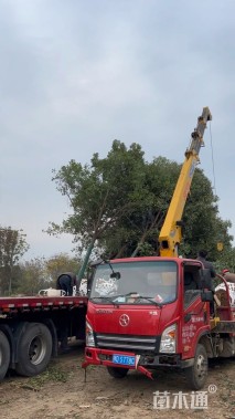 35公分(3杆)丛生香樟