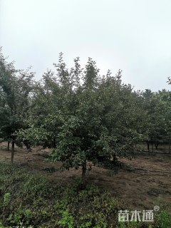 20公分绚丽海棠