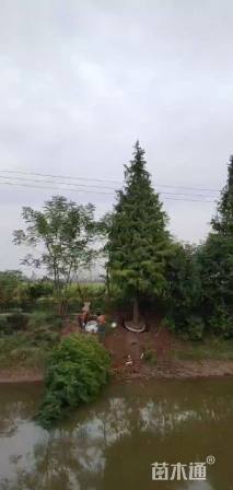 18公分北美落羽杉