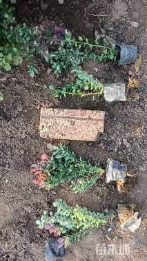 高度15厘米紫叶小檗