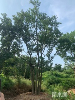 100公分(5杆)丛生乌桕