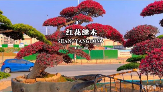 高度100厘米红花继木