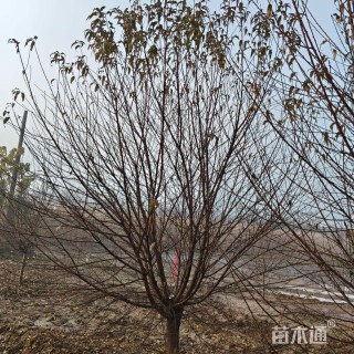 14公分菊花碧桃