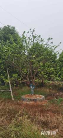 15公分丛生香橼