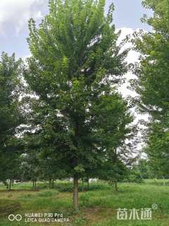 18公分美国红枫