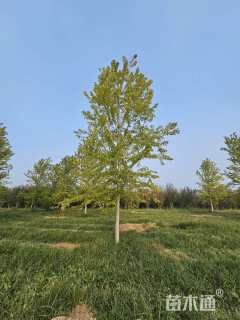 20公分美国红枫