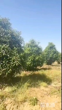 10公分椤木石楠