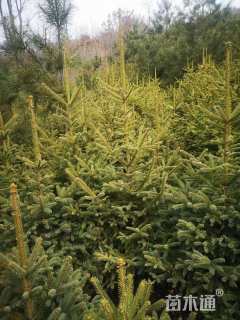 高度450厘米云杉