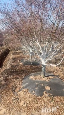 12公分日本红枫