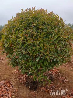冠幅250厘米红叶石楠球