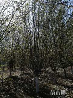 12公分西府海棠