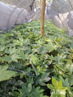 高度50厘米八角金盘