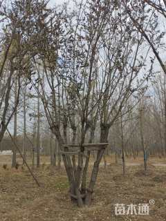 60公分(5杆)丛生乌桕