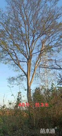 40公分朴树