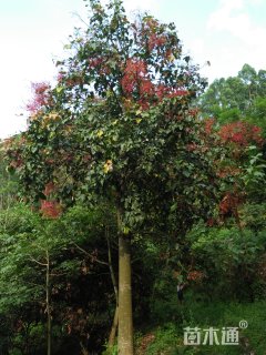 30公分澳洲火焰木