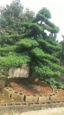 15公分造型罗汉松