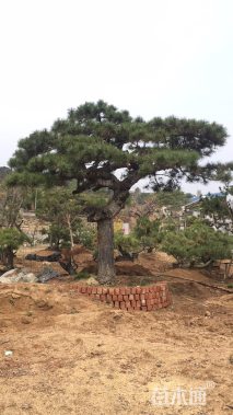 40公分造型油松