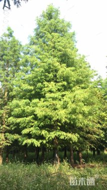 17公分北美落羽杉