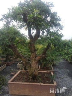 高度200厘米石榴