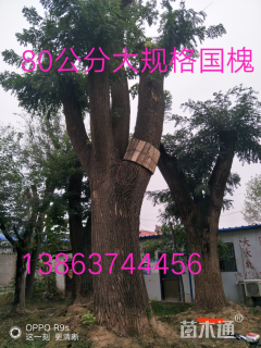 80公分国槐
