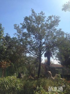 高度6厘米小叶黄杨