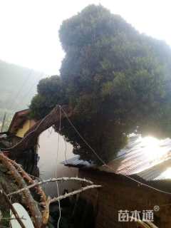 冠幅380厘米雀舌黄杨球