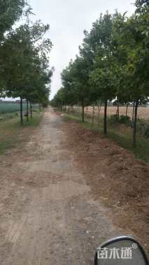 10公分金叶白蜡