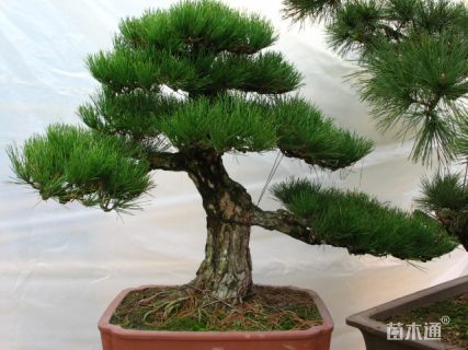 12公分日本黑松