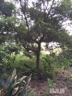 高度700厘米瓜子黄杨