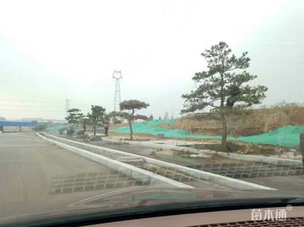 30公分造型油松