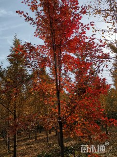 15公分美国红枫