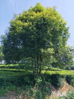 40公分丛生香樟