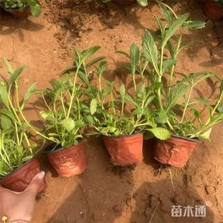 高度40厘米柳叶马鞭草