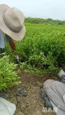 高度50厘米小叶栀子