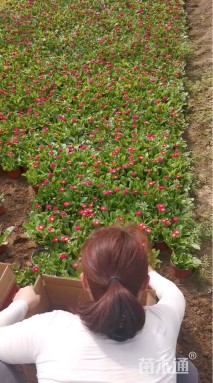 高度30厘米雏菊