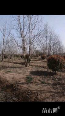 35公分(5杆)丛生乌桕