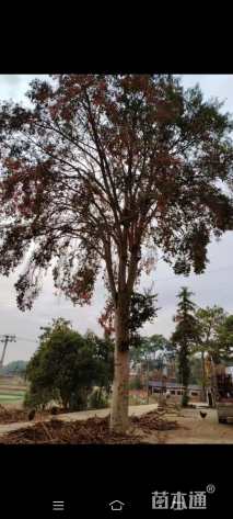 60公分红果冬青